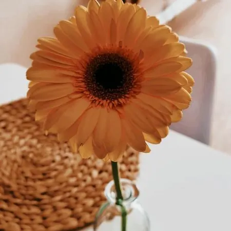 S T R E H E Z A Appartamento